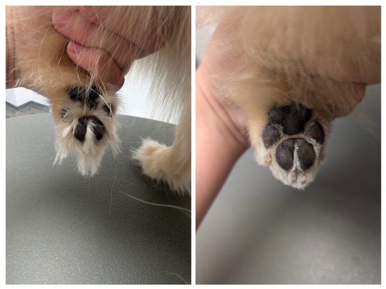 Pfoten eines Hundes, verschiedene Ansichten und Haltepositionen.